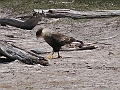 Patagonie 092